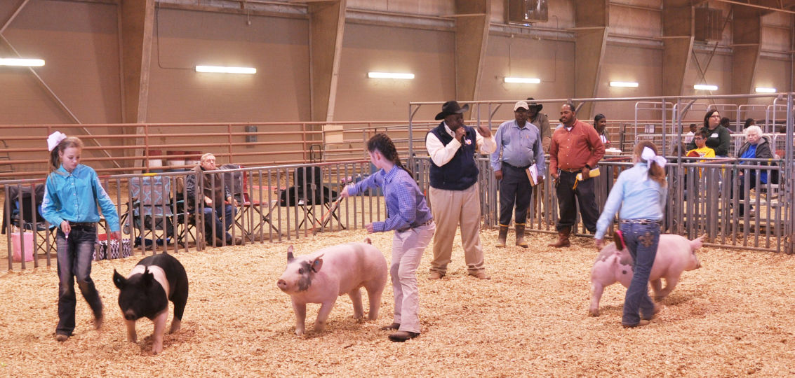 Hog showmanship competitors showing how good of a relationship they have with their hogs to the judges during the 2016 SU Ag Center Livestock and Poultry Show on March 4th.