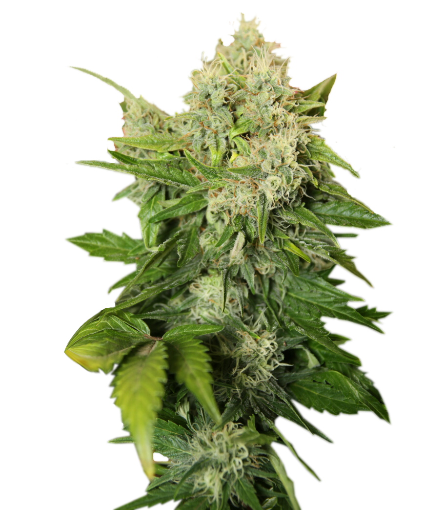 Cannabis 101: Changing the Narrative